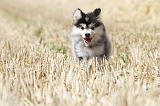 CHIEN FINNOIS DE LAPONIE 516